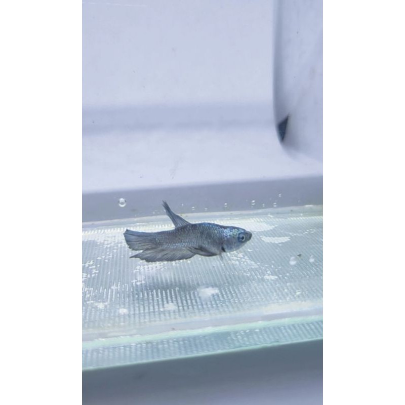 ikan cupang avatar gold copper bonsai