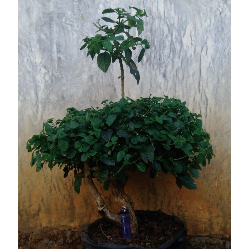 Bonsai Lantana