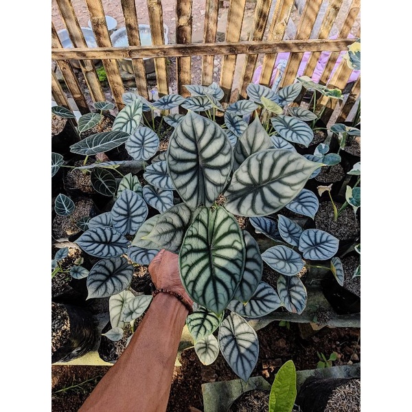 Alocasia tengkorak silver