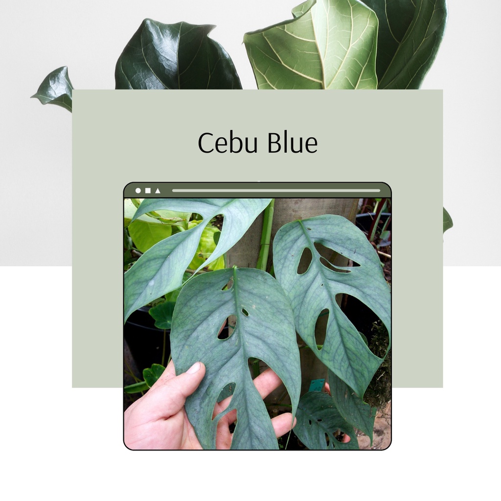 Tanaman Cebu Blue Ready Tanaman Hias Cebu Blue