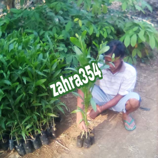 BIBIT AKASIA MANGIUM TINGGI 100CM/ BIBIT AKASIA MANGIUM UNGGUL/ BIBIT UNGGUL/ AKASIA MANGIUM