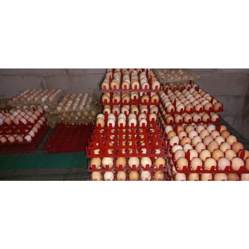 

Telur fertil