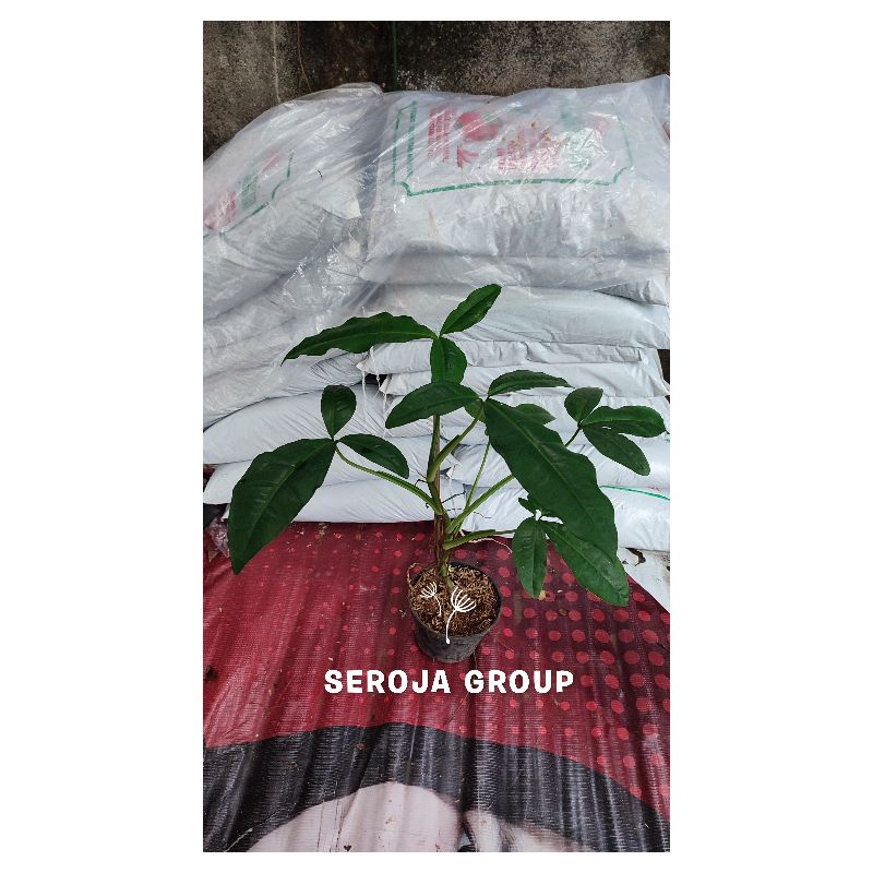 Tanaman Hias Syngonium Auritum