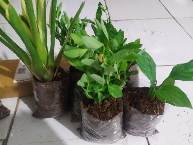 Tanaman Hias  Bibit Bunga Star Blue