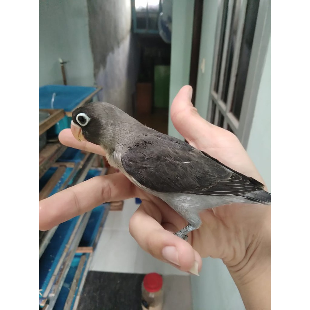 Burung Lovebird Batman Burung Lb Jinak Lolohan Ternakan Warna