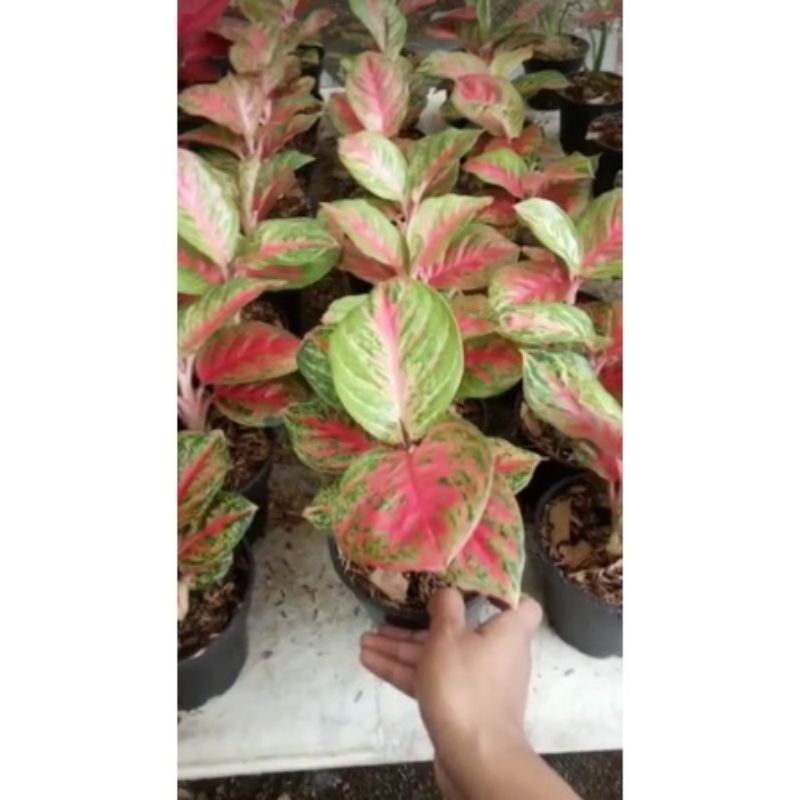 aglonema Wulandari /aglonema Wulandari/aglonema Wulandari anakan/aglonema