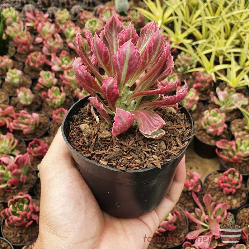 Tanaman Kaktus Sukulen Monadenium Pink / Monadenium Import