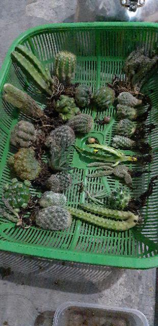 Kaktus Dan Sekulen ( Minimal 30 Packs )