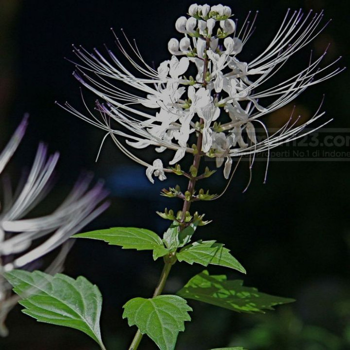 pohon herbal kumis kucing/tanaman herbal kumis kucing