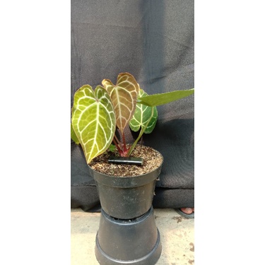 ANTHURIUM KUPING GAJAH CRISTALINUM