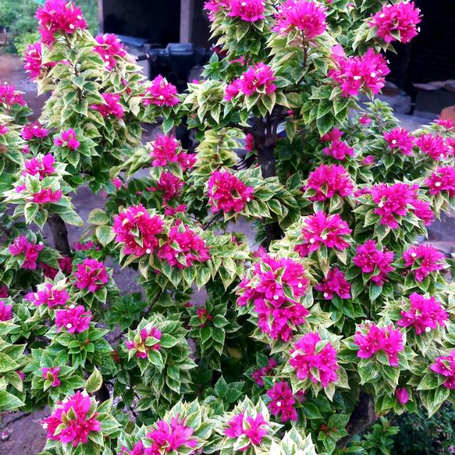 Bugenvil singapur varigata murah