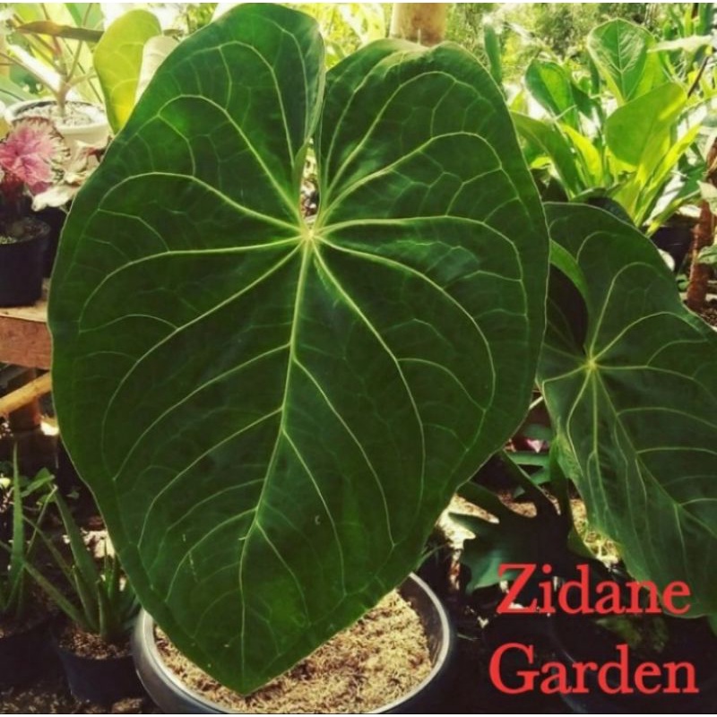 anthurium magnificum norte batang kotak