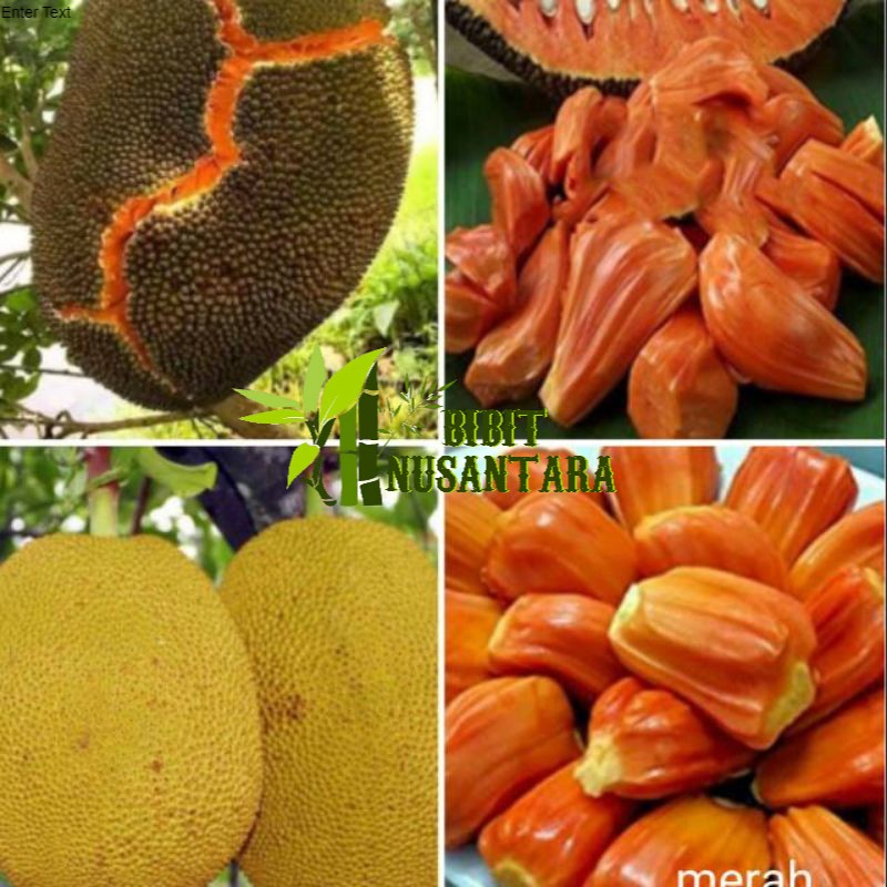 bibit nangka merah super