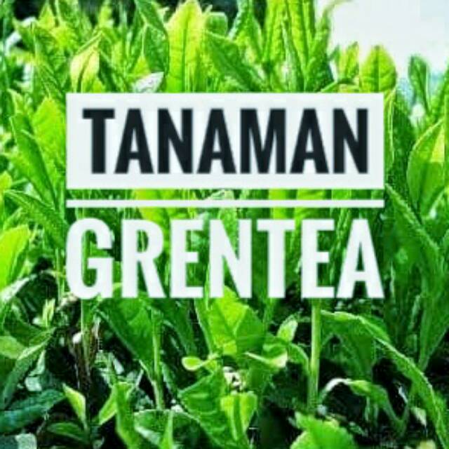 Bibit Grentea || Tanaman Teh Grentea || Bibit Teh Hijau