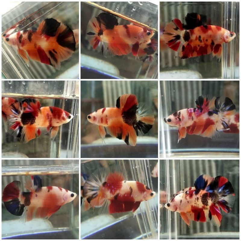 ikan cupang jenis nemo clasic