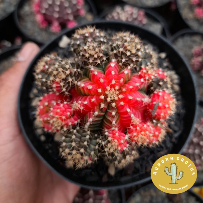 KAKTUS  SKULEN gymno tricolor ownroot