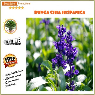 Biji Benih Bunga Marigold Ungu Best Seller Shopee Indonesia