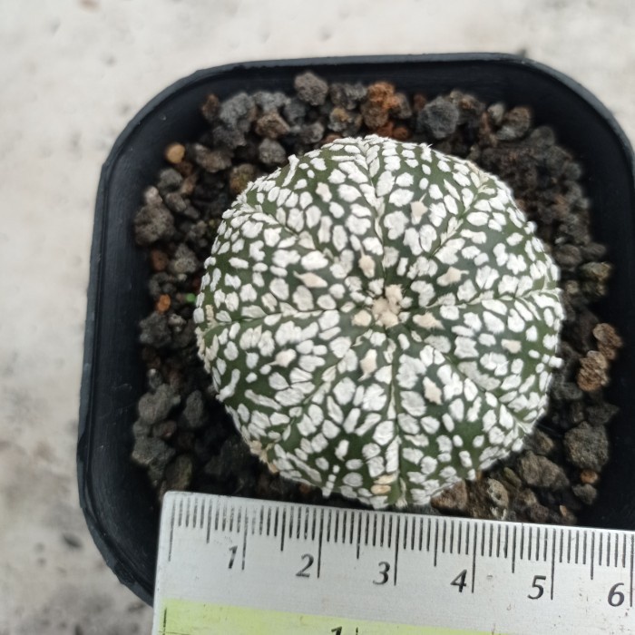 astrophytum asterias super kabuto KAKTUS SUKULEN TANAMAN HIAS