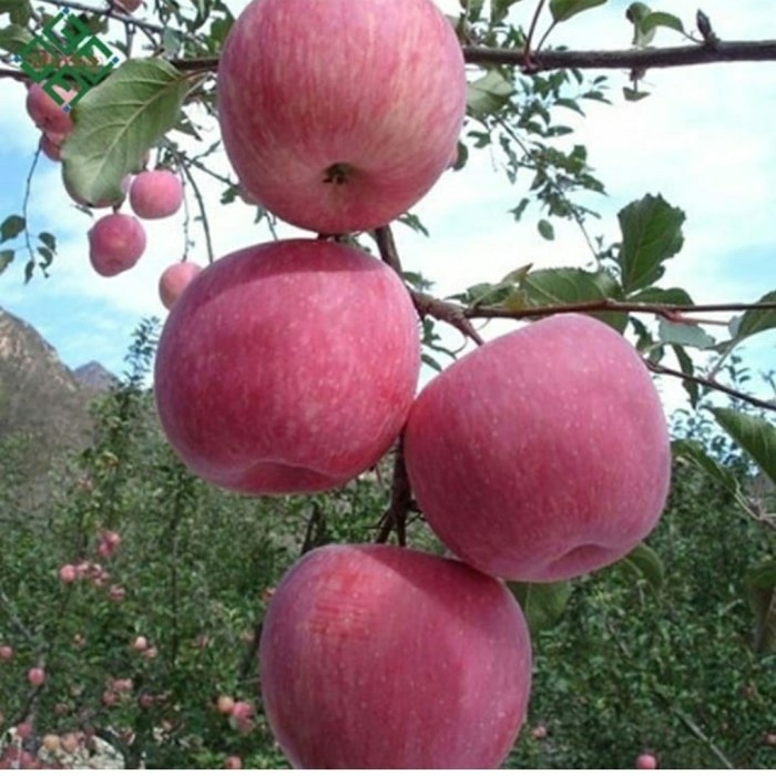 HD BIBIT TANAMAN BUAH APEL FUJI IMPORT-BIBIT BUAH APEL FUJI JEPANG SUPER '