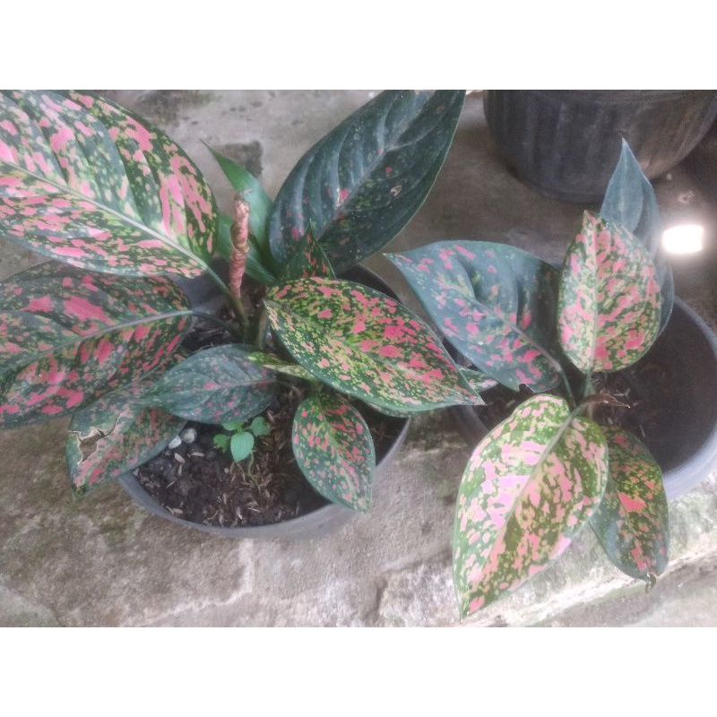 Aglonema venus rimbun