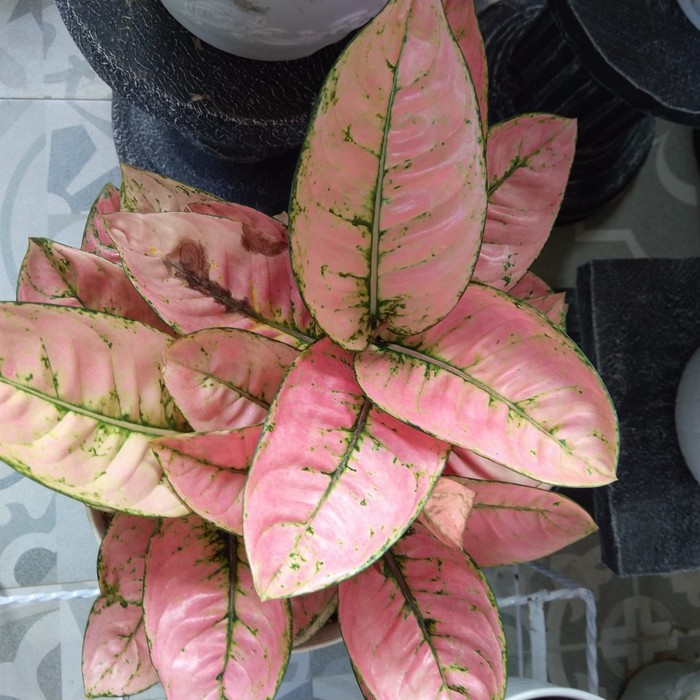 Bonggolan Aglonema Ruby Comfacta - Bibit Aglonema