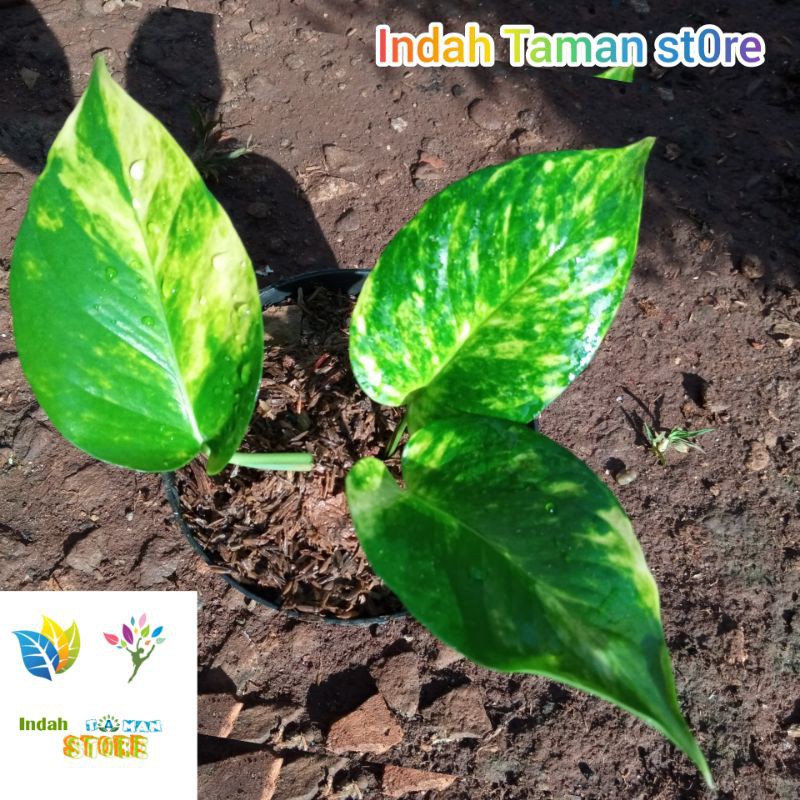 Bibit tanaman hias Srigading jumbo/besar