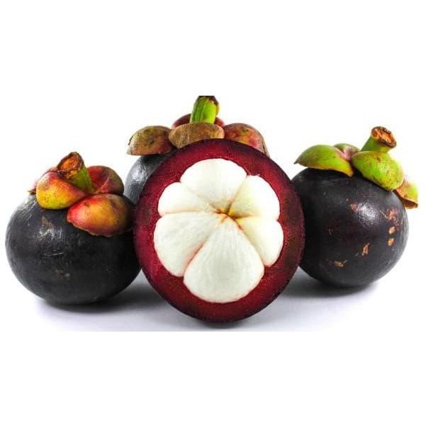 Cod Tanaman Buah Manggis Product