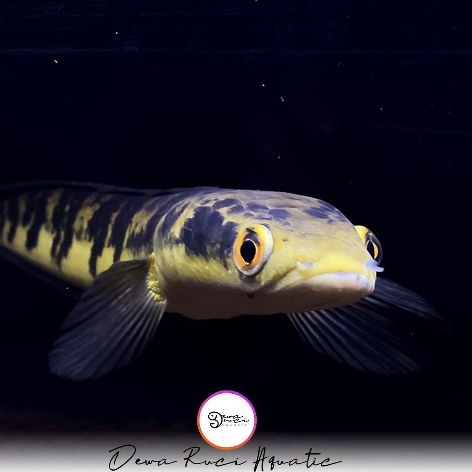 [KODE VDIPU] Ikan channa maru yellow sentarum [ Red eye ] 5 cm dan