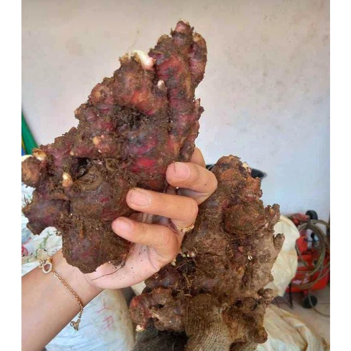 

Jahe merah lokal