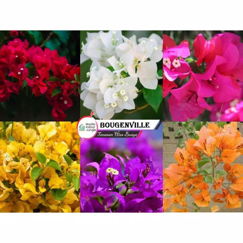 paket tanaman bougenville 6 jenis warna bunga