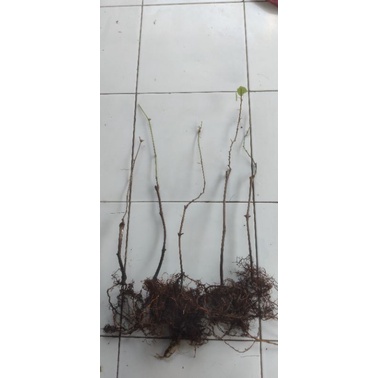 bibit barerot rostok kober 5bb