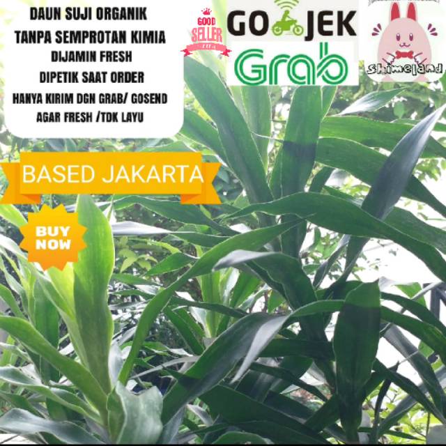 

Daun suji 20 lembar Organik Tidak Memakai kimia