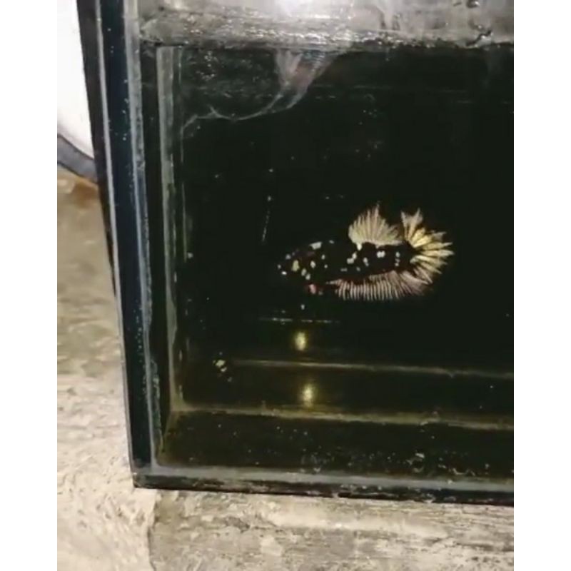 BABY AVATAR COOPER GOLD