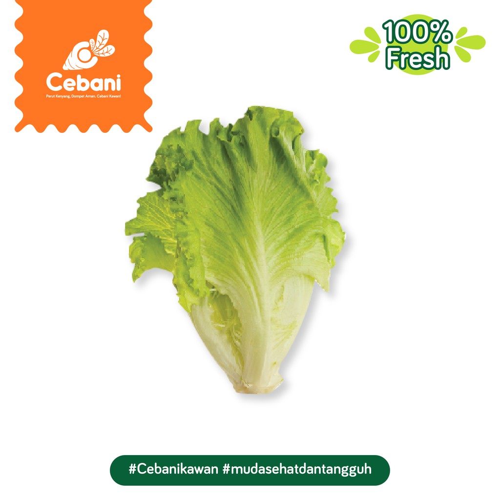 

Sawi Putih 1pc Cebani