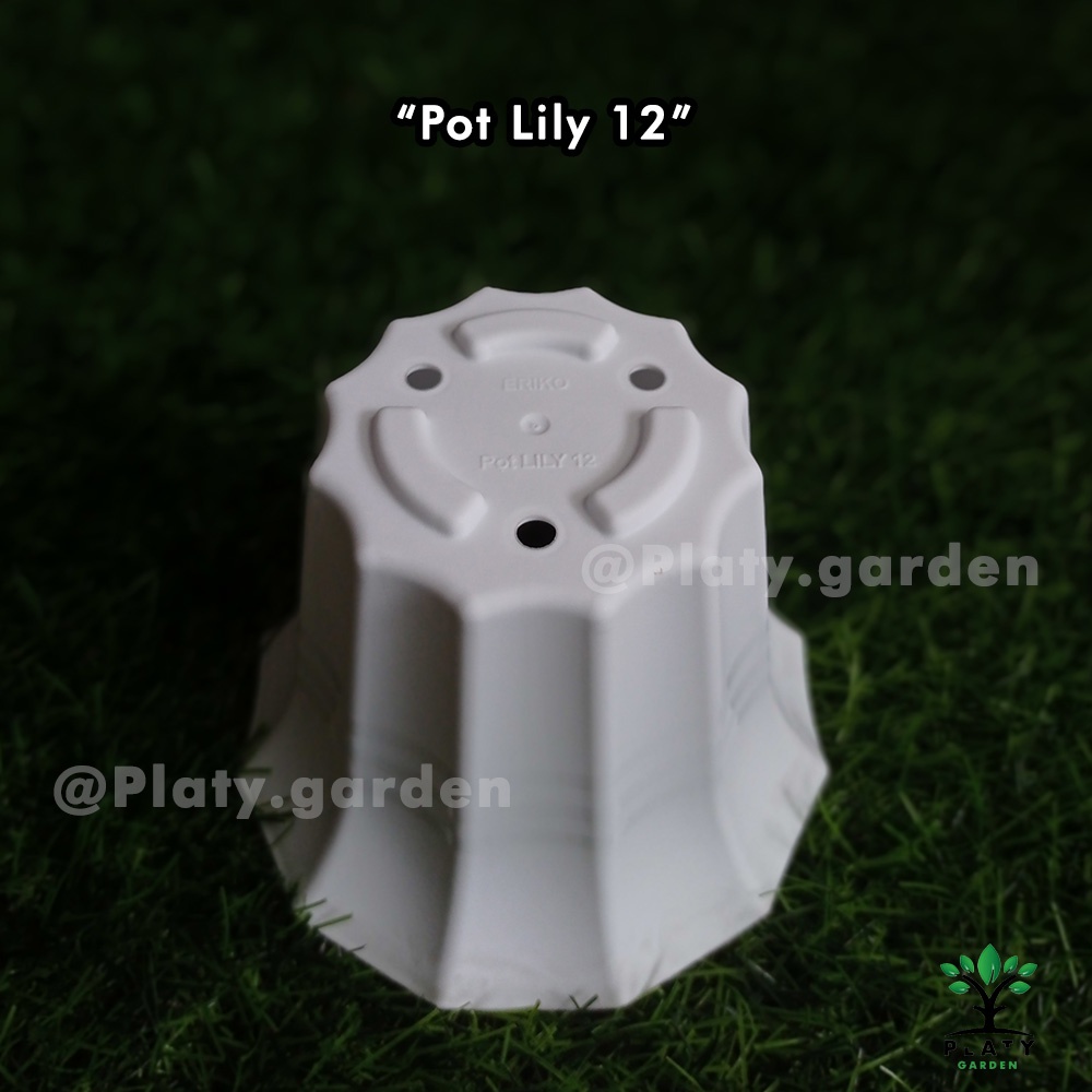 Pot Lily 12