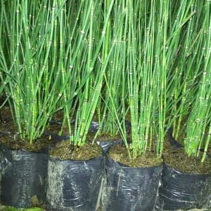 TANAMAN BAMBU AIR HIASAN ELEGANT DEPAN RUMAH