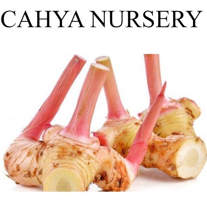 

Promo Umbi lengkuas basah 500gram laja gowah jahe alas hutan segar