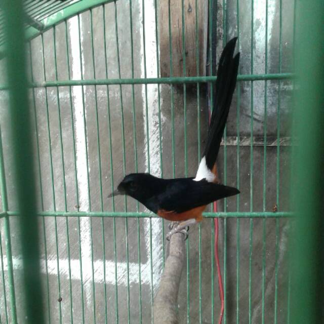 Murai Batu Medan Shopee Indonesia