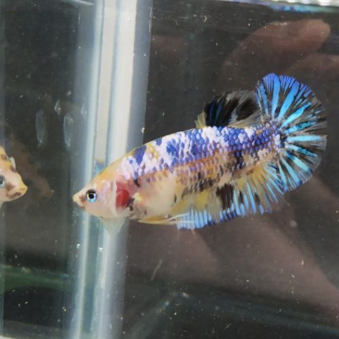 Cupang Hias Giant Multi Yellow Base Female