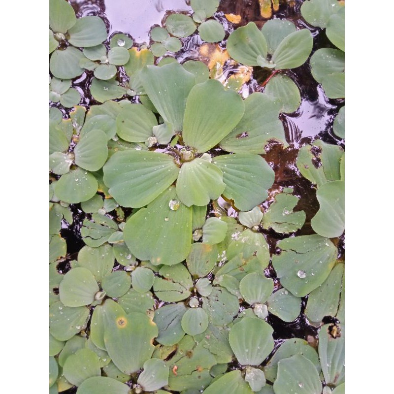 Aquarium aquascape P. 60 L. 20 T. 20/ aquarium custom/aquarium ikan gabus chana Bonus Tanman apu apu