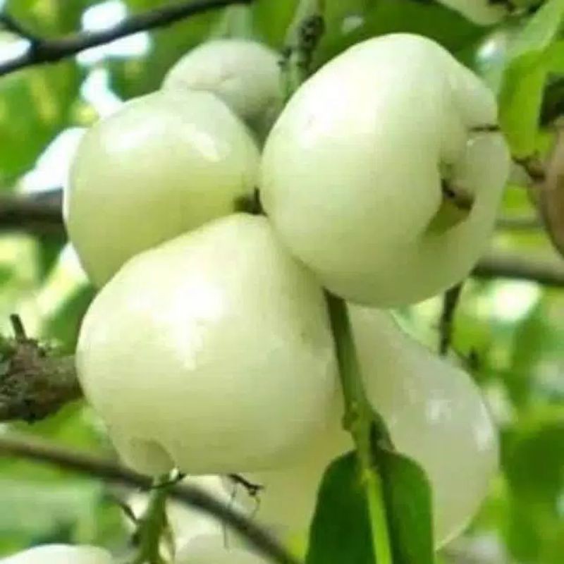 tanaman jambu air camplong