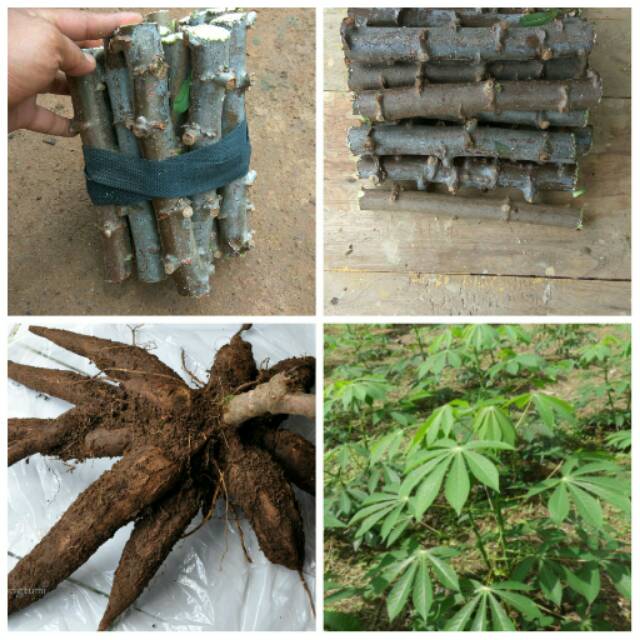 Bibit singkong manggu