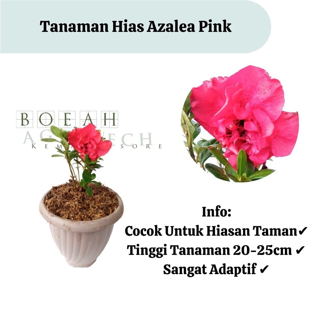 Bibit Azalea Pink/Bunga Azalea Pink Cantik