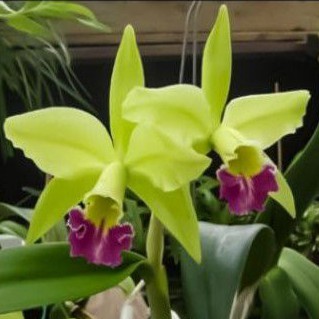 Anggrek Cattleya Dewasa Wangi Green Wich