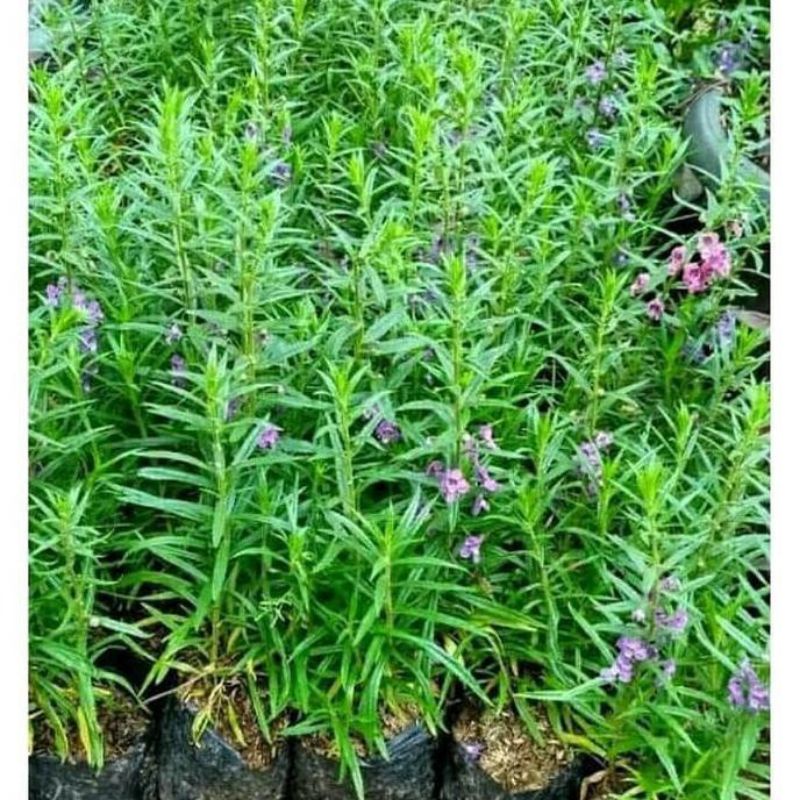 bunga lavender / lavender tanaman