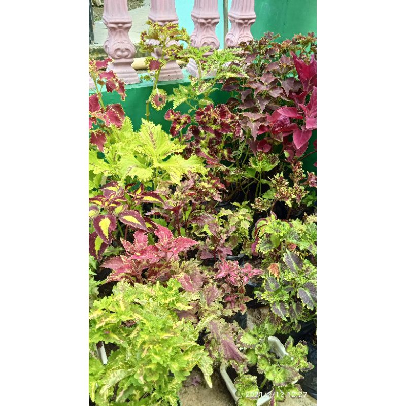 paketan miana 60 jenis