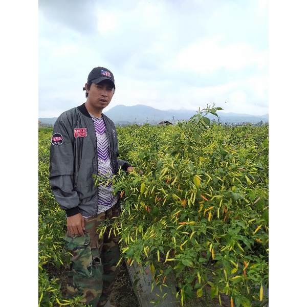 Benih Cabe Rawit Lokal Minahasa