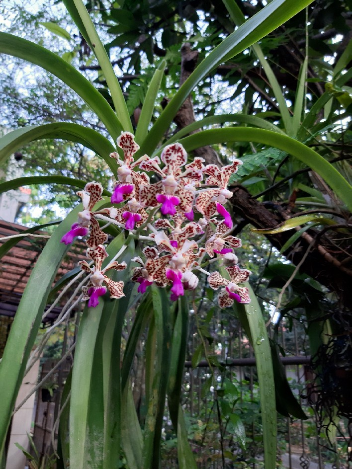 Anggrek Dendrobium Wonleng