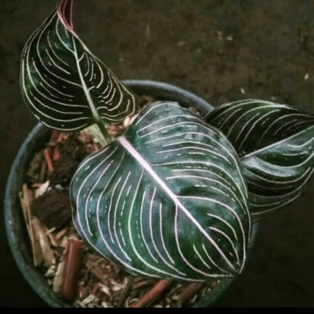 Tanaman bunga hidup Aglonema rotundum aceh - tanaman hias indoor aglo