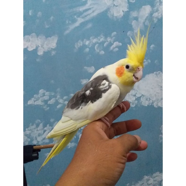 Pasangan Produk Falk Jinak